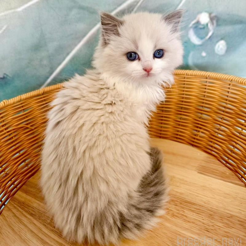 販売中の大阪府のラグドール-135343の7枚目