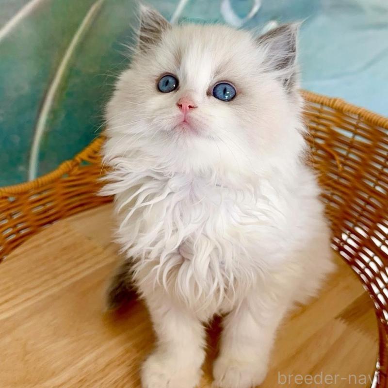 販売中の大阪府のラグドール-135343の6枚目