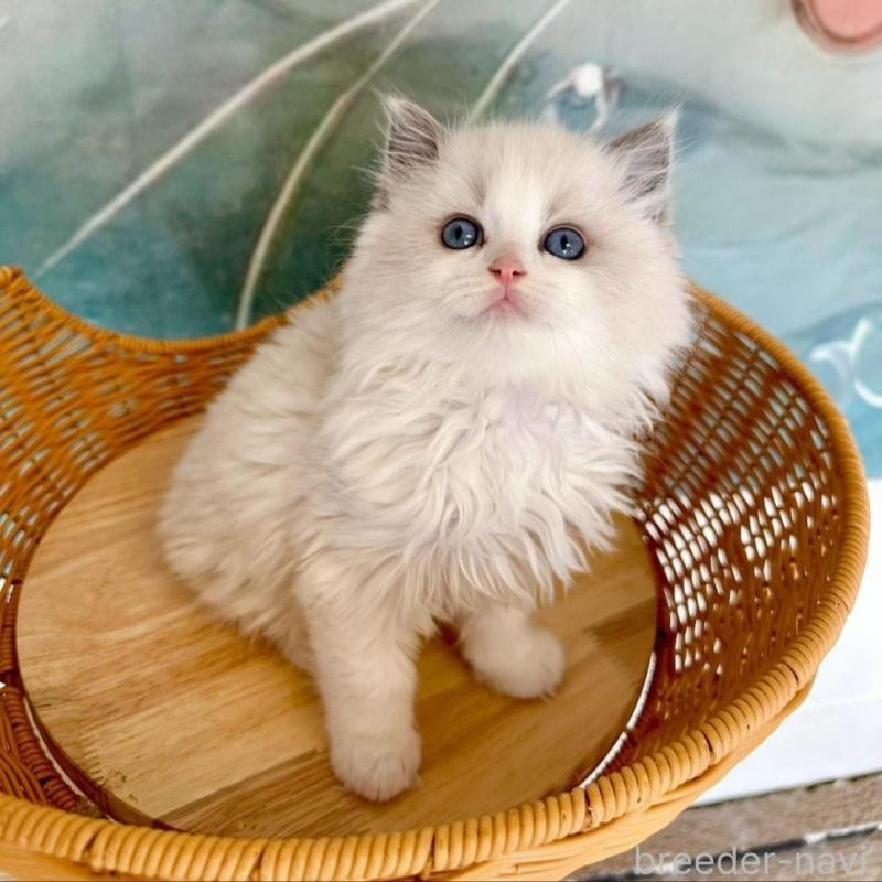 販売中の大阪府のラグドール-135343の5枚目