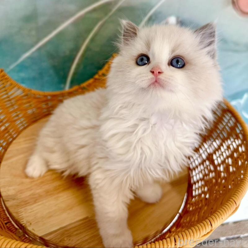 販売中の大阪府のラグドール-135343の4枚目