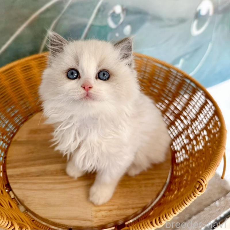 販売中の大阪府のラグドール-135343の2枚目