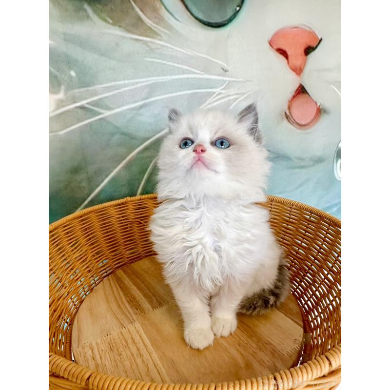 販売中の大阪府のラグドール-135344の17枚目