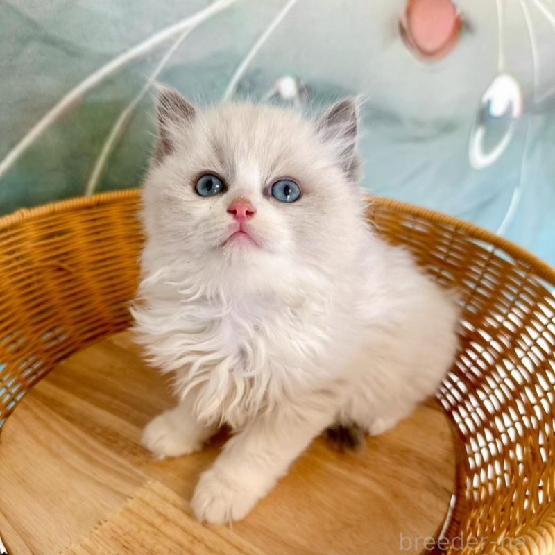 販売中の大阪府のラグドール-135344の16枚目