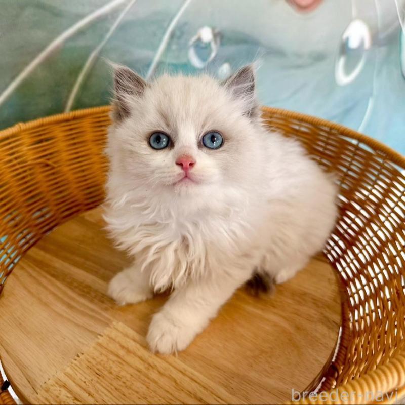 販売中の大阪府のラグドール-135344の15枚目