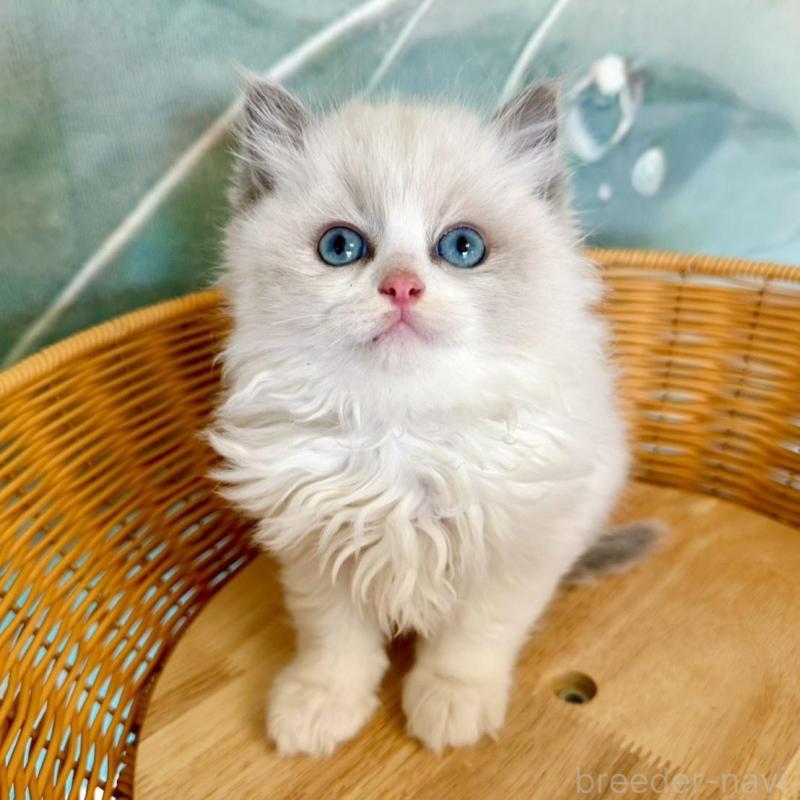 販売中の大阪府のラグドール-135344