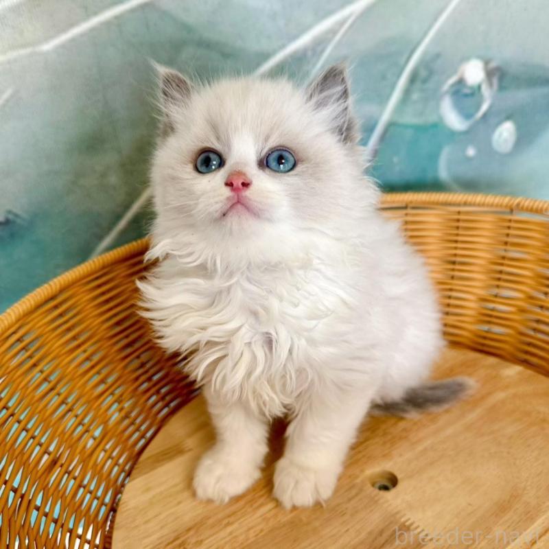 販売中の大阪府のラグドール-135344の13枚目