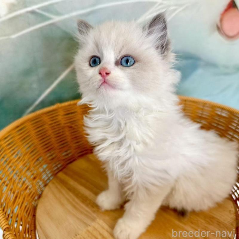 販売中の大阪府のラグドール-135344の12枚目