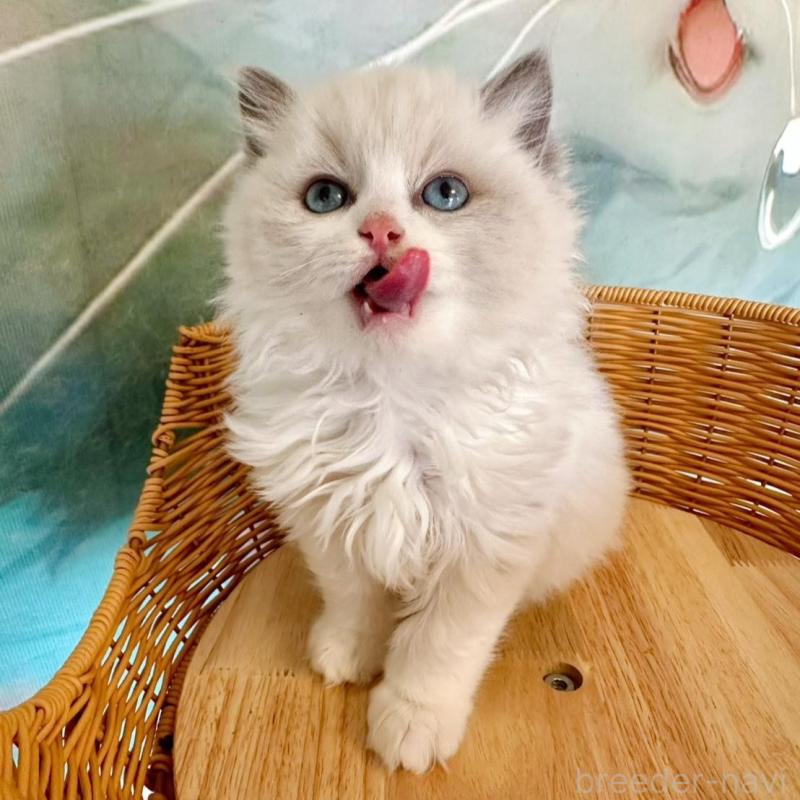 販売中の大阪府のラグドール-135344の11枚目