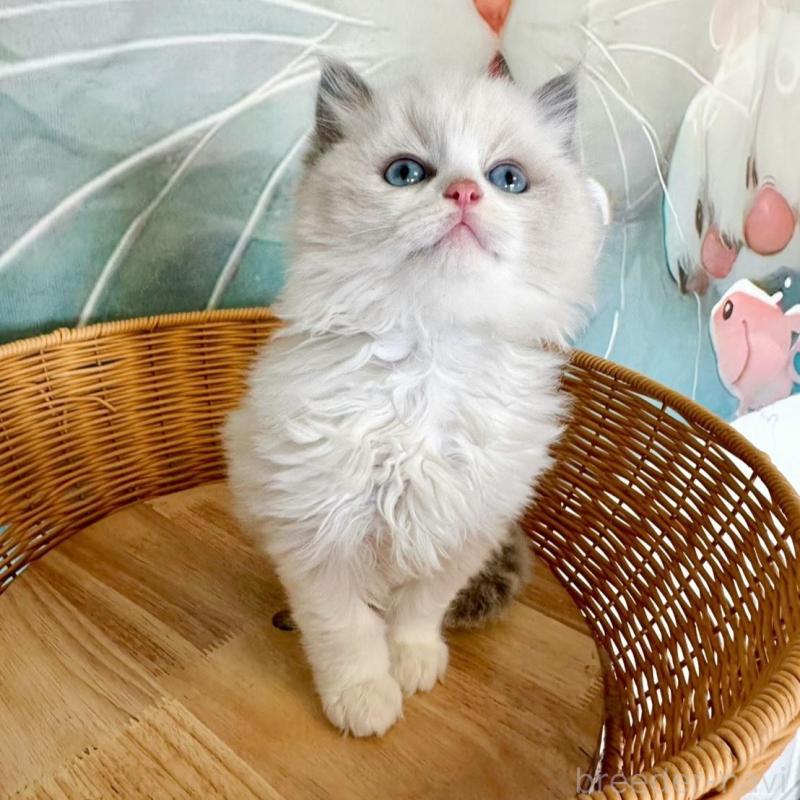 販売中の大阪府のラグドール-135344の10枚目