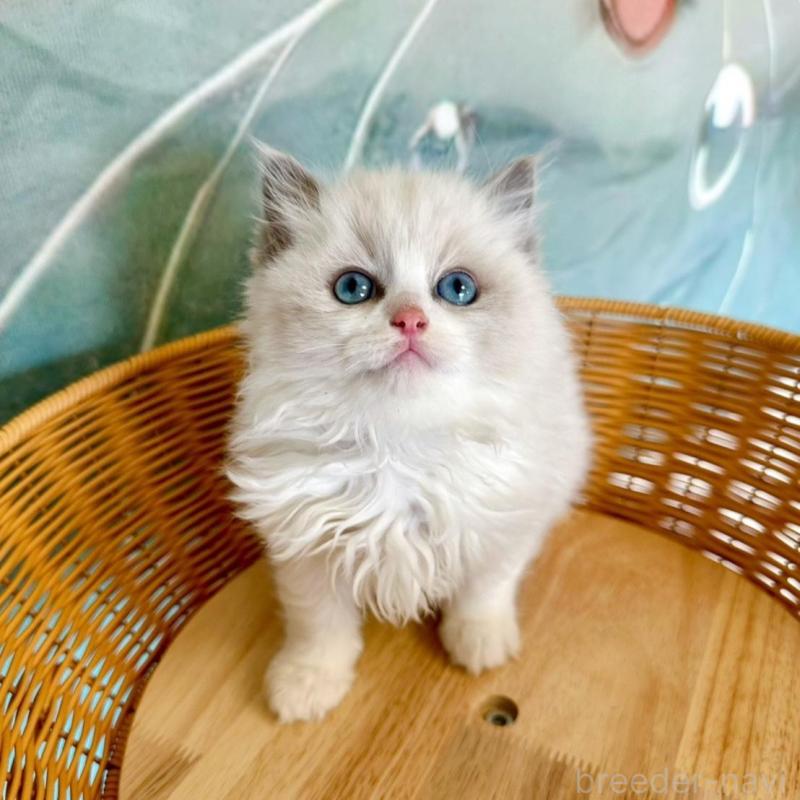 販売中の大阪府のラグドール-135344の9枚目