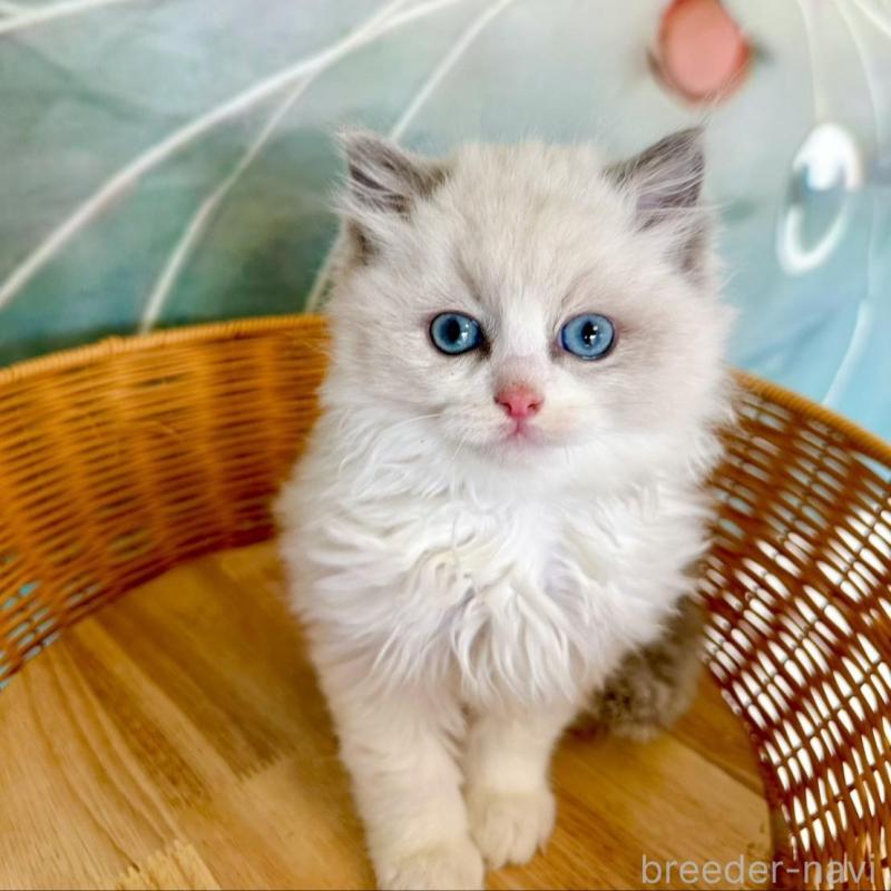 販売中の大阪府のラグドール-135344の8枚目