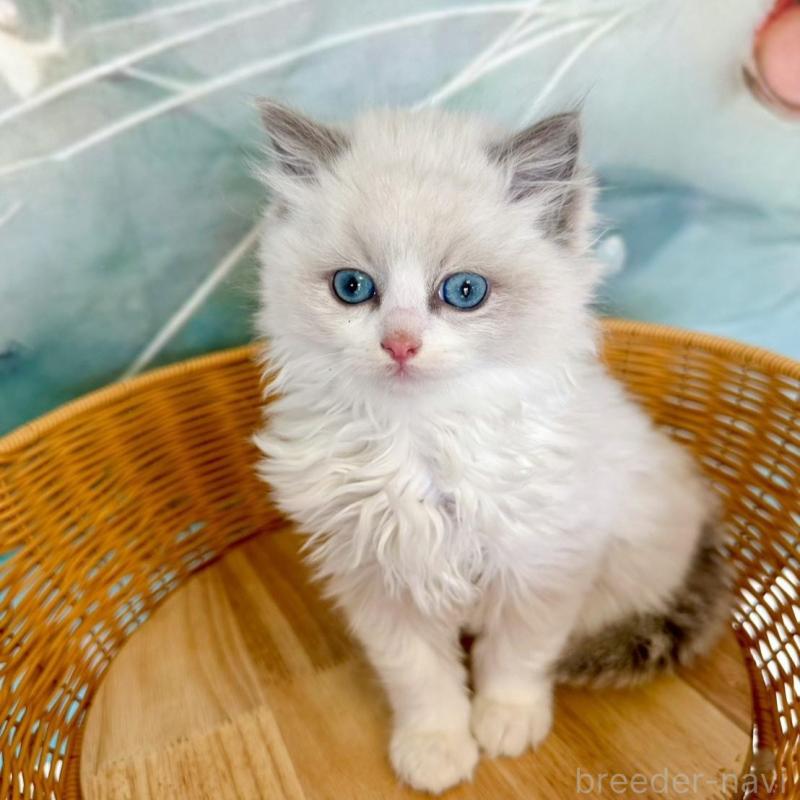 販売中の大阪府のラグドール-135344の7枚目