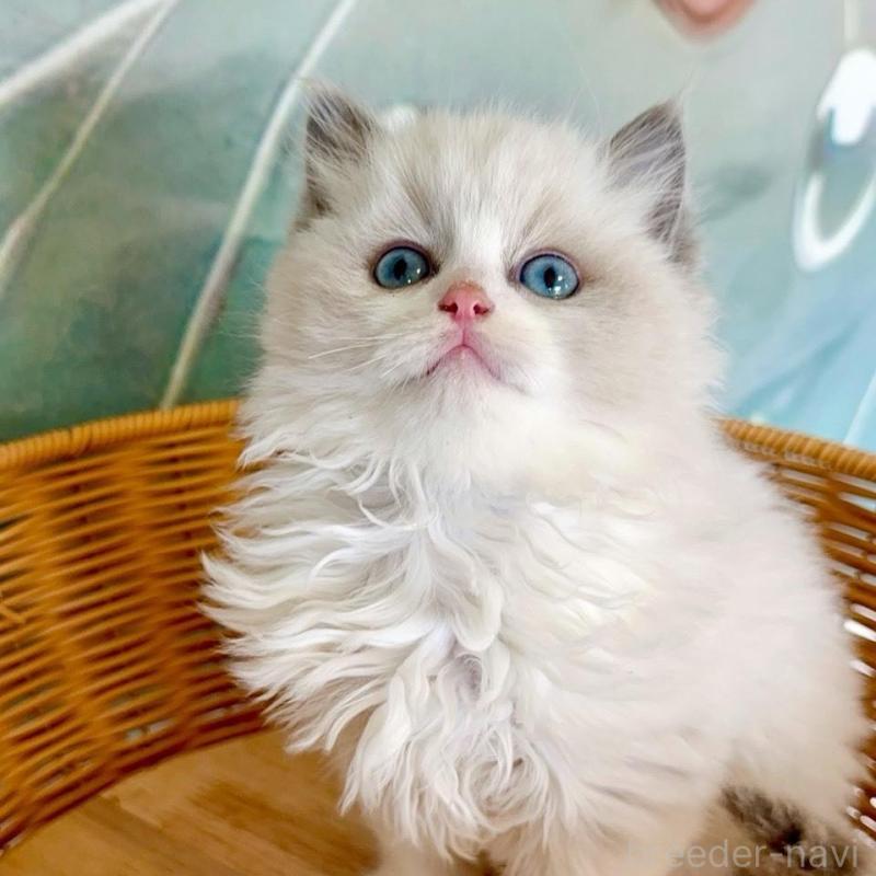 販売中の大阪府のラグドール-135344の6枚目