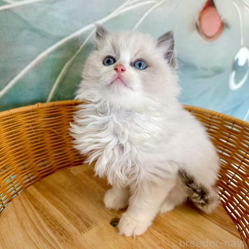 販売中の大阪府のラグドール-135344の5枚目