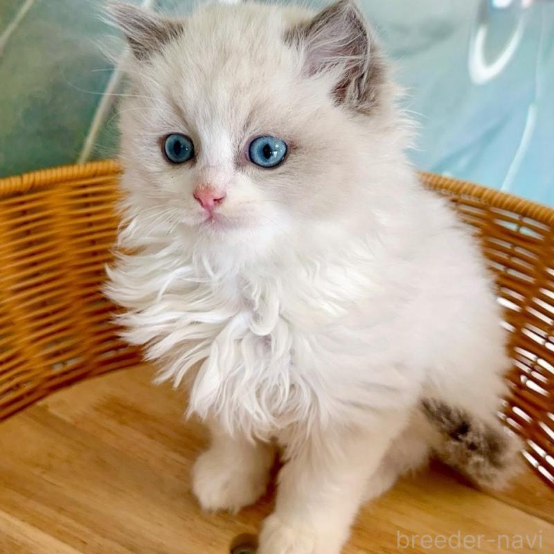 販売中の大阪府のラグドール-135344の4枚目