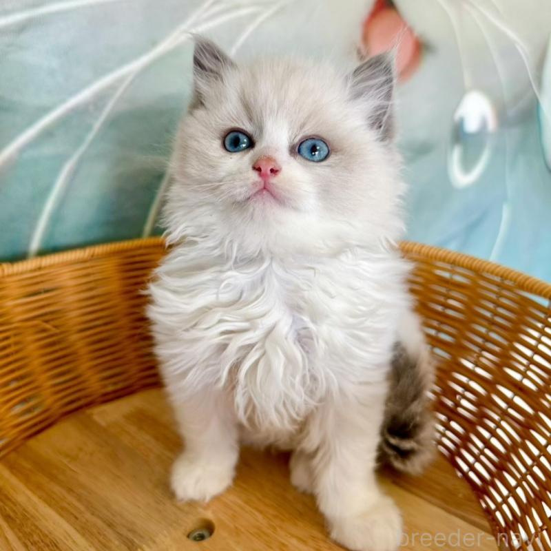 販売中の大阪府のラグドール-135344の2枚目