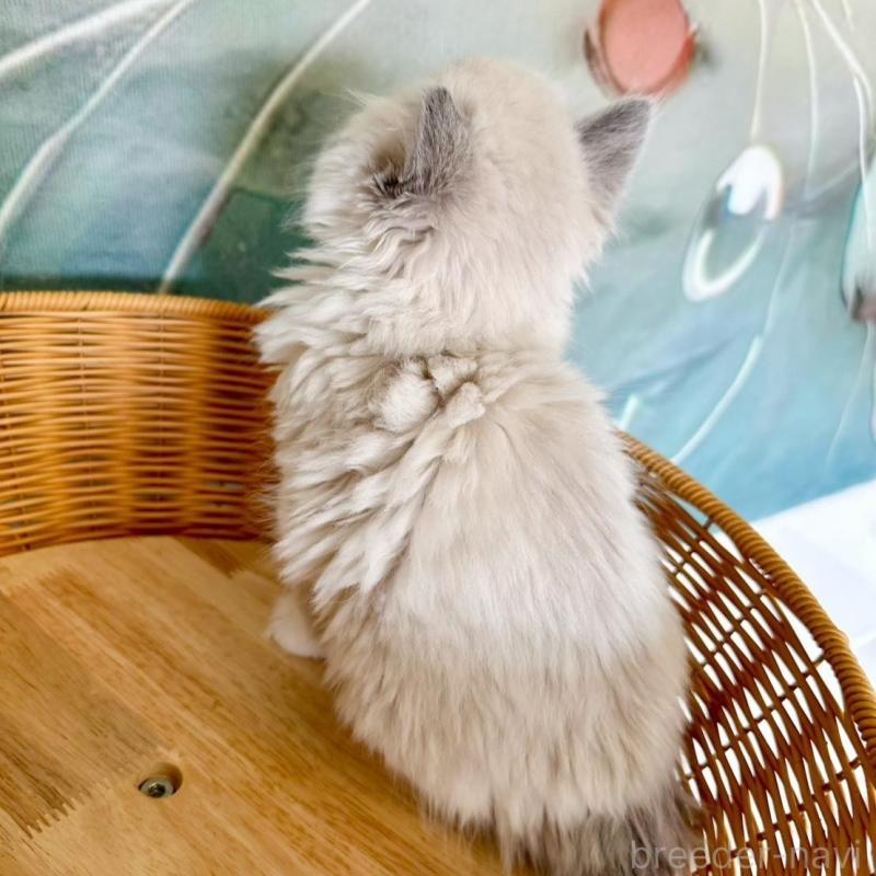 販売中の大阪府のラグドール-135345の13枚目