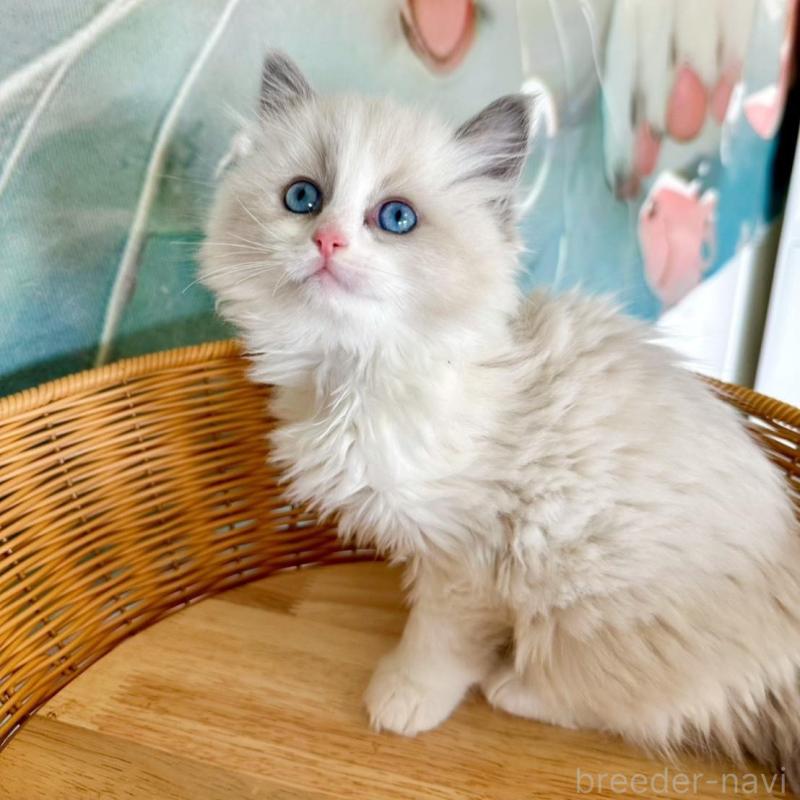 販売中の大阪府のラグドール-135345の12枚目