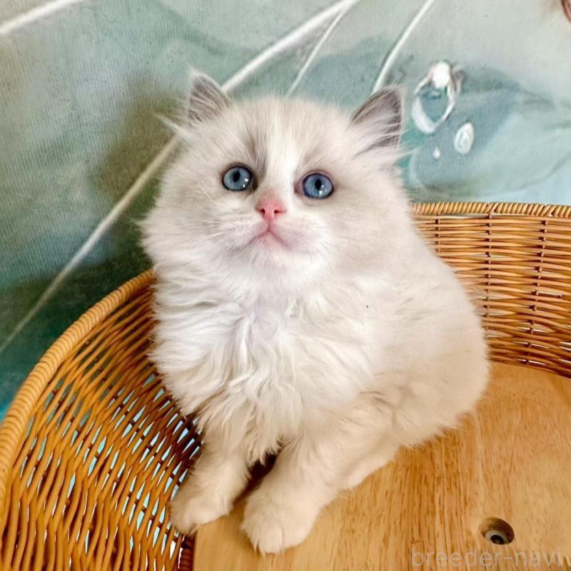 販売中の大阪府のラグドール-135345の10枚目