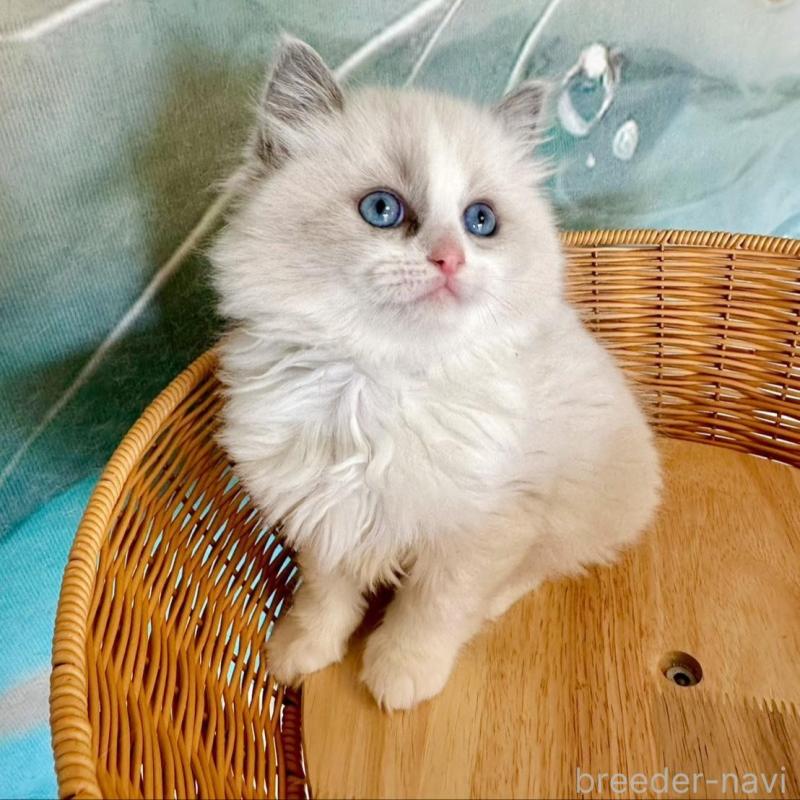 販売中の大阪府のラグドール-135345の9枚目