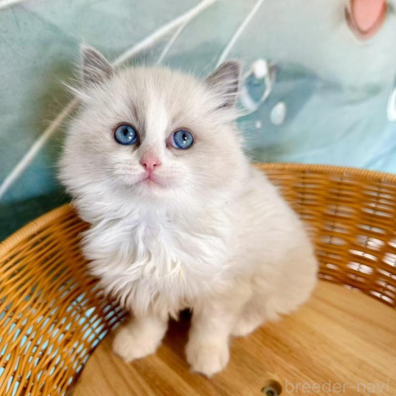 販売中の大阪府のラグドール-135345の8枚目