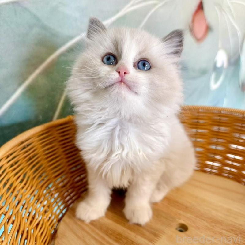 販売中の大阪府のラグドール-135345の7枚目