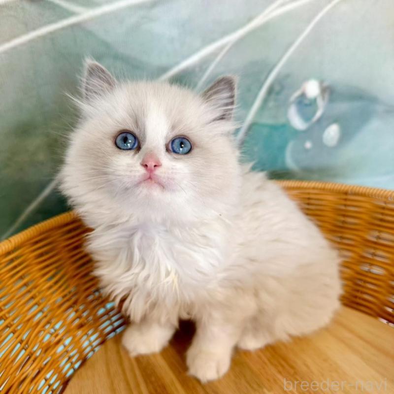 販売中の大阪府のラグドール-135345の5枚目