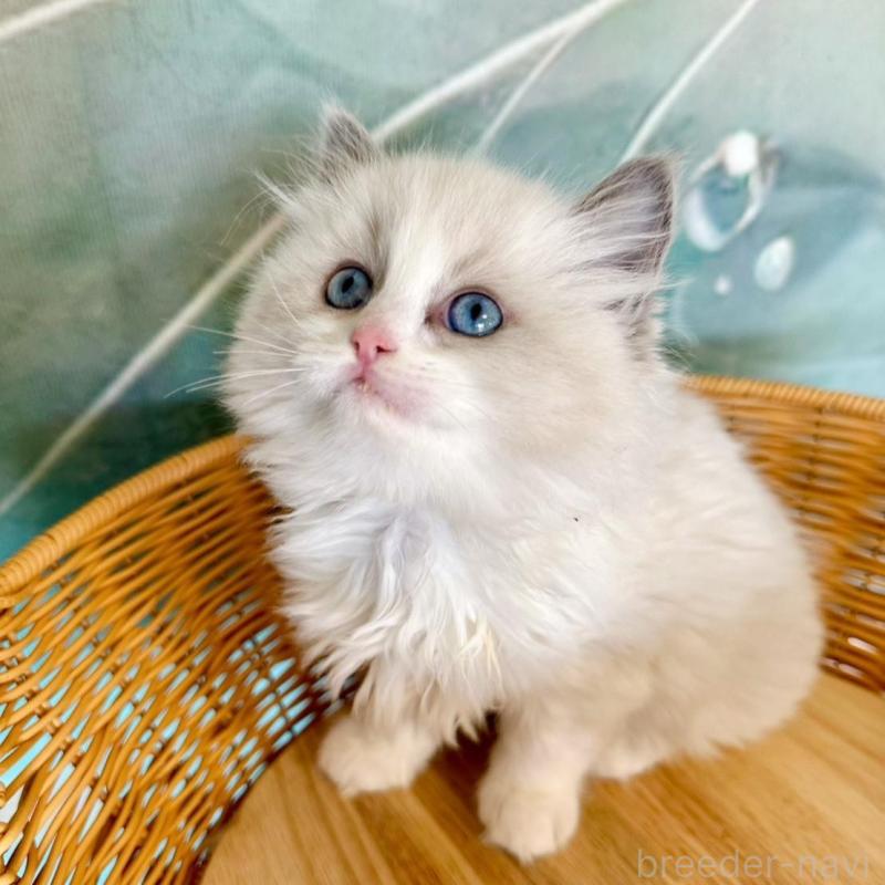 販売中の大阪府のラグドール-135345の3枚目