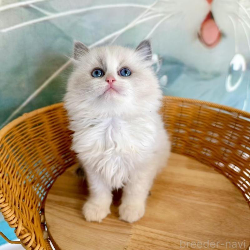 販売中の大阪府のラグドール-135345の2枚目