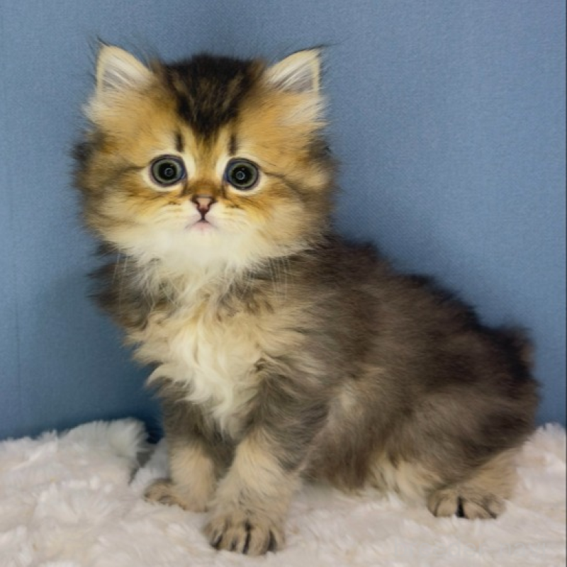 販売中の福岡県のマンチカン-135346の4枚目