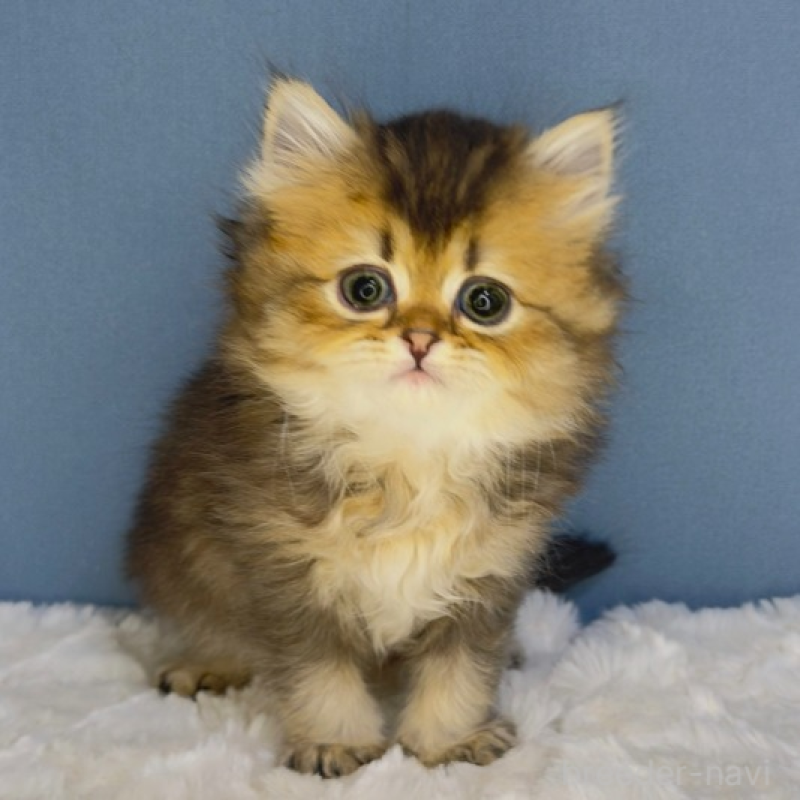 販売中の福岡県のマンチカン-135346の1枚目