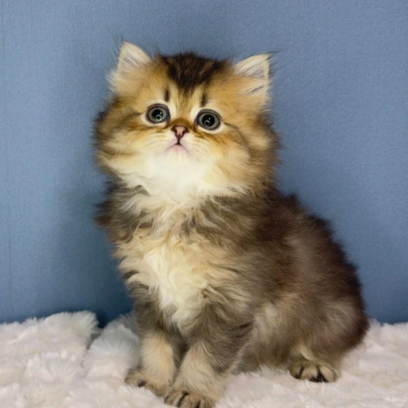 販売中の福岡県のマンチカン-135346の3枚目