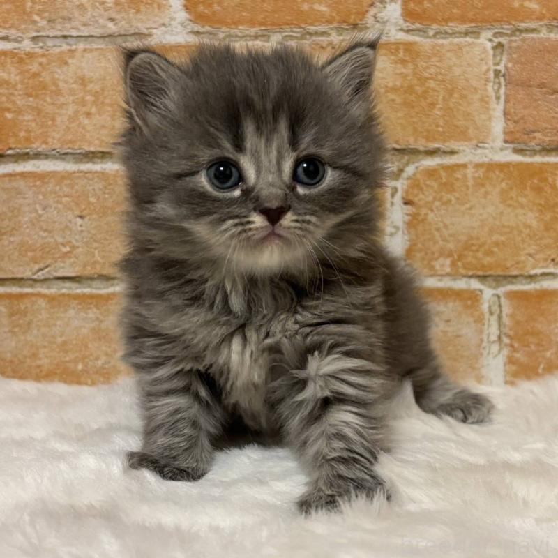 販売中の愛知県のミヌエット-135347の2枚目