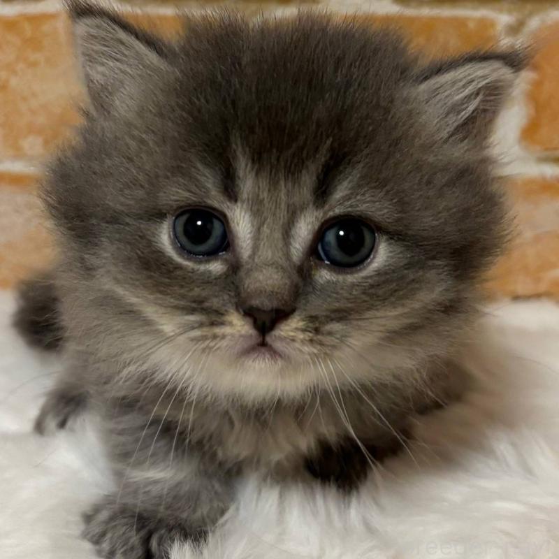 販売中の愛知県のミヌエット(短足)-135349