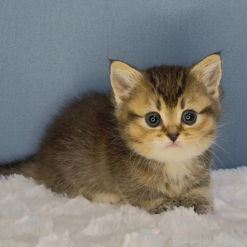 販売中の福岡県のマンチカン(短足)-135348の4枚目