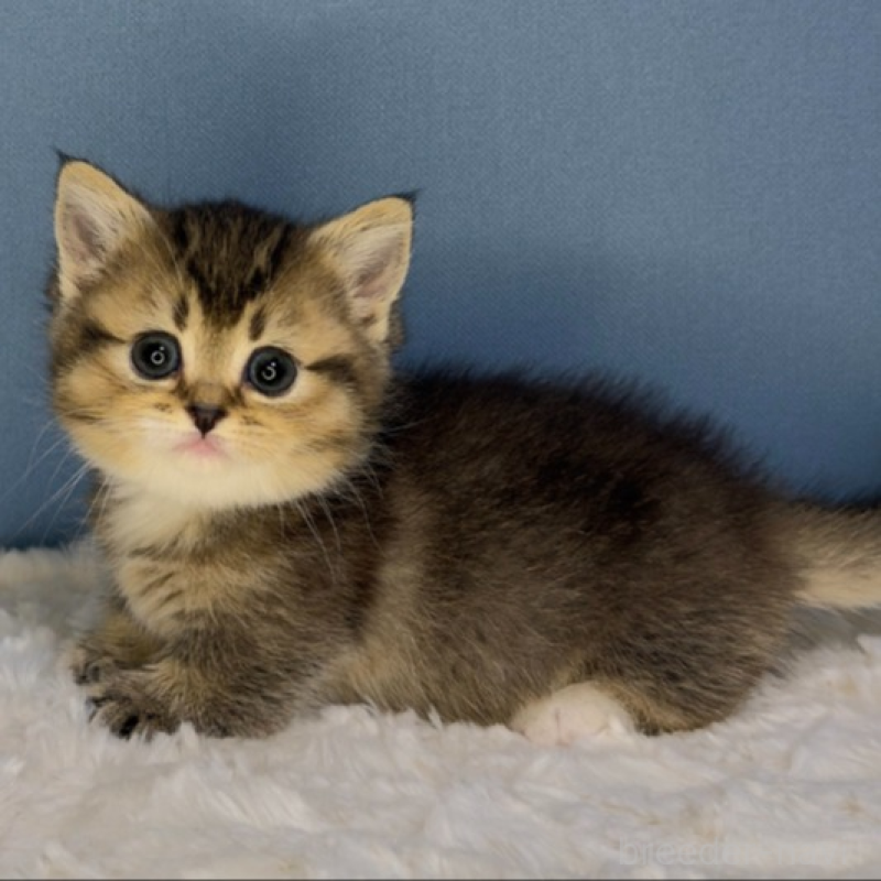 販売中の福岡県のマンチカン(短足)-135348の3枚目