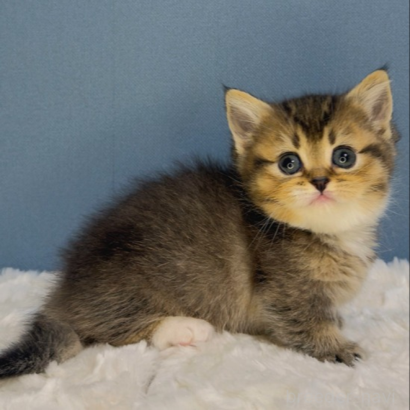 販売中の福岡県のマンチカン(短足)-135348の2枚目