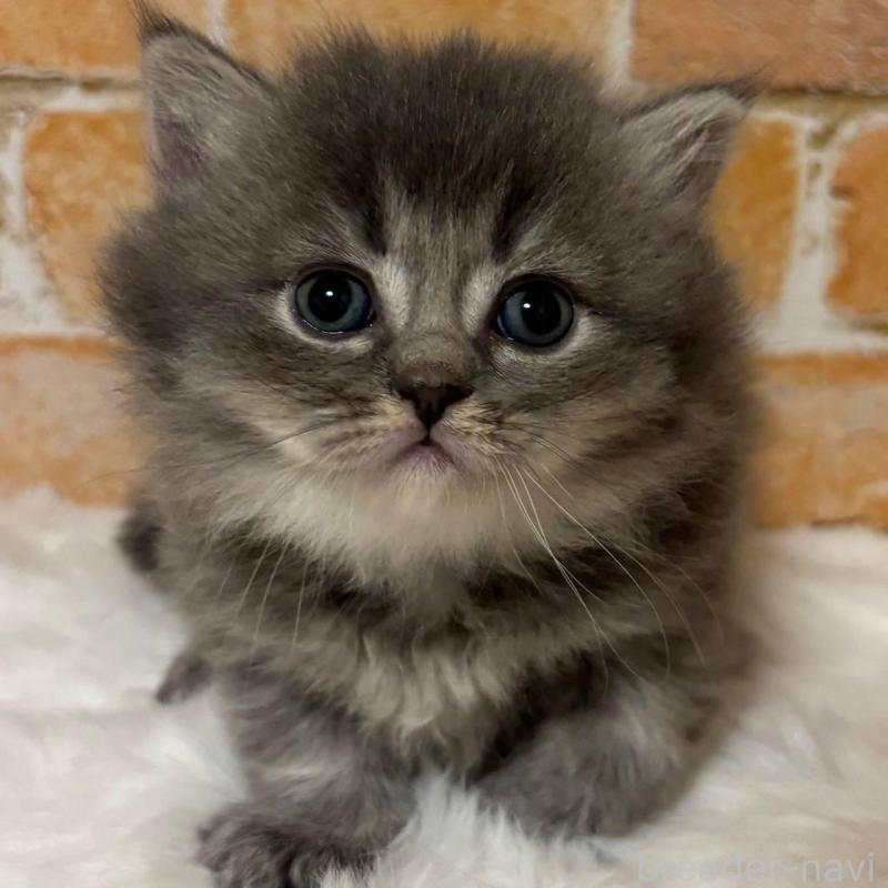 販売中の愛知県のミヌエット(短足)-135349の2枚目