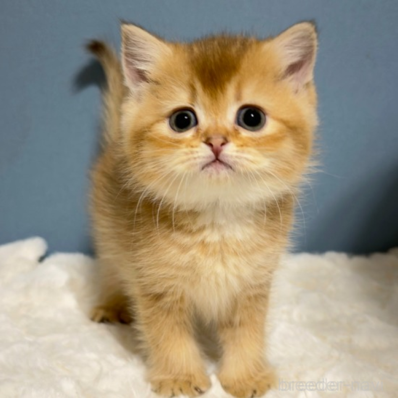 販売中の福岡県のマンチカン-135350の4枚目