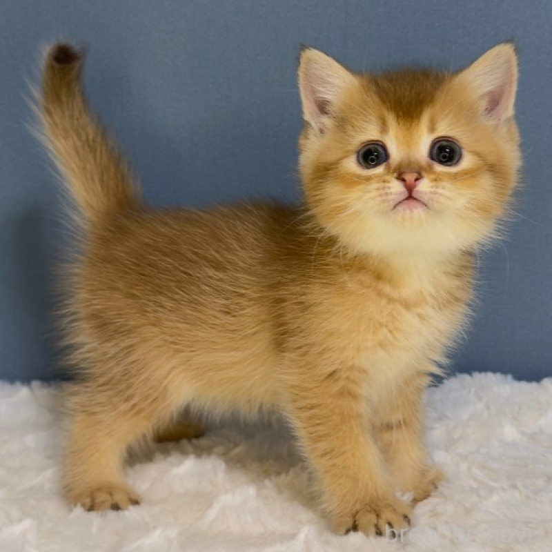 販売中の福岡県のマンチカン-135350の3枚目