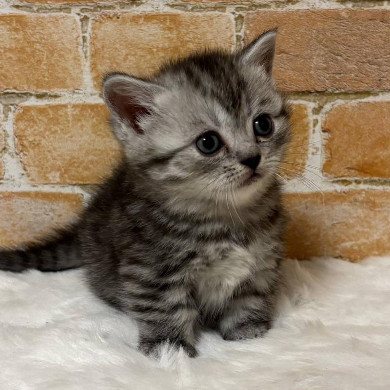 商談中の愛知県のミヌエット(短足)-135351の1枚目