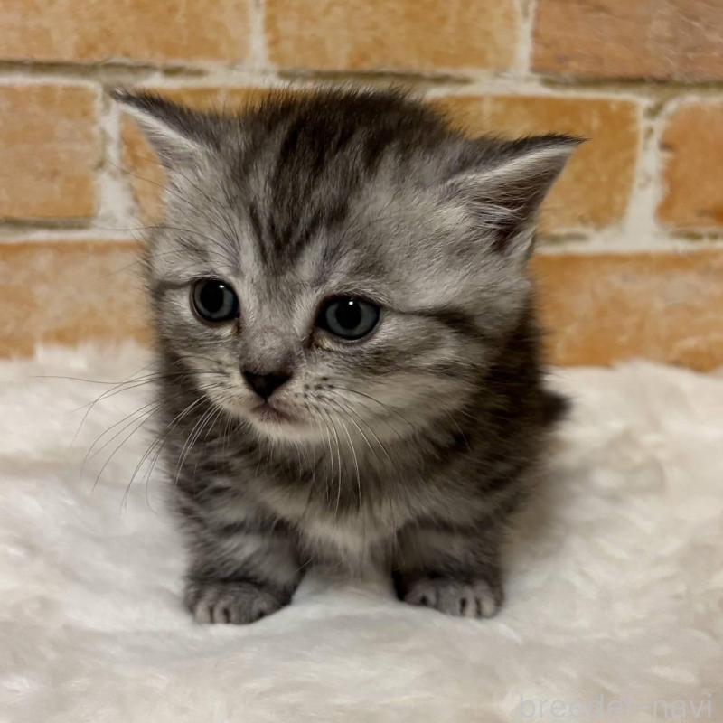 商談中の愛知県のミヌエット(短足)-135351の2枚目