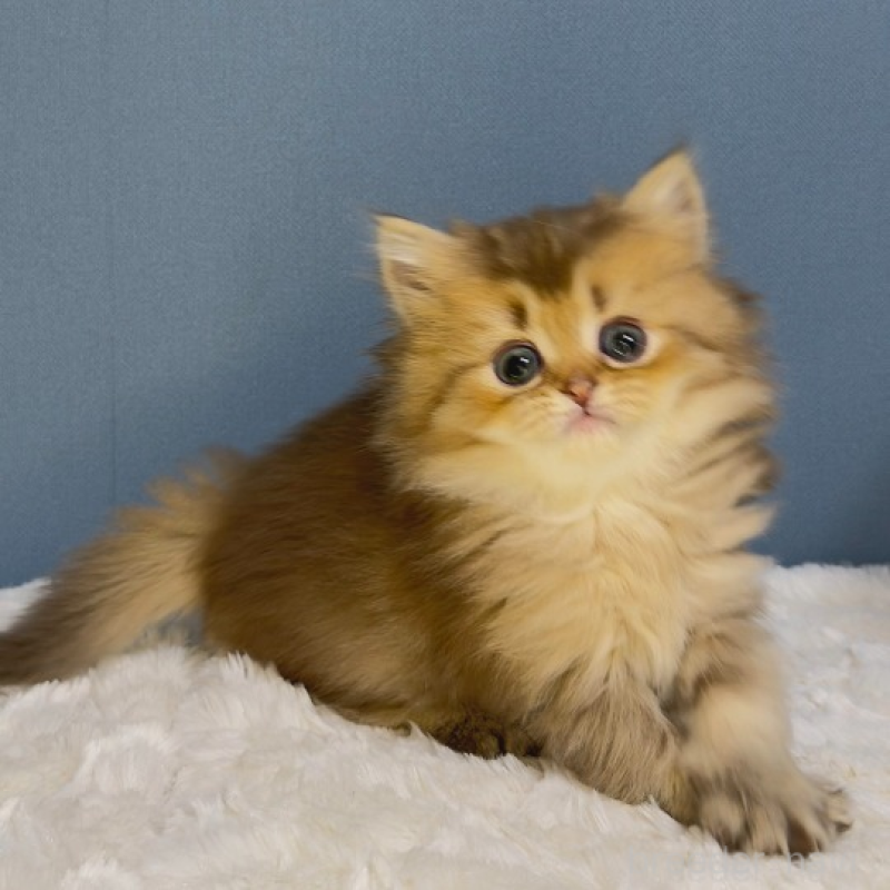 販売中の福岡県のマンチカン-135353の4枚目