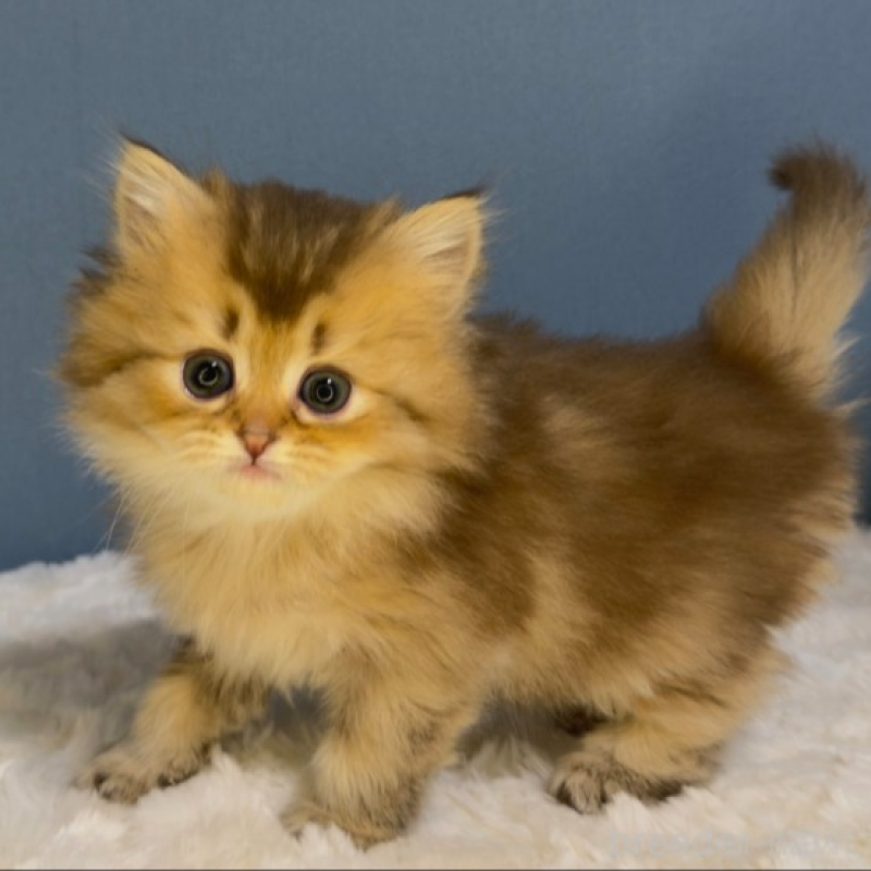 販売中の福岡県のマンチカン-135353の3枚目