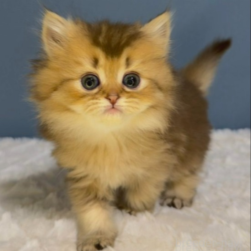 販売中の福岡県のマンチカン-135353の2枚目