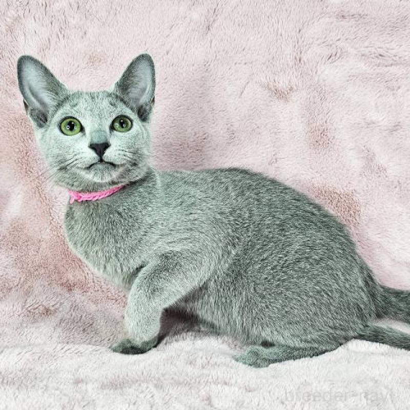 販売中の東京都のロシアンブルー-135354の6枚目