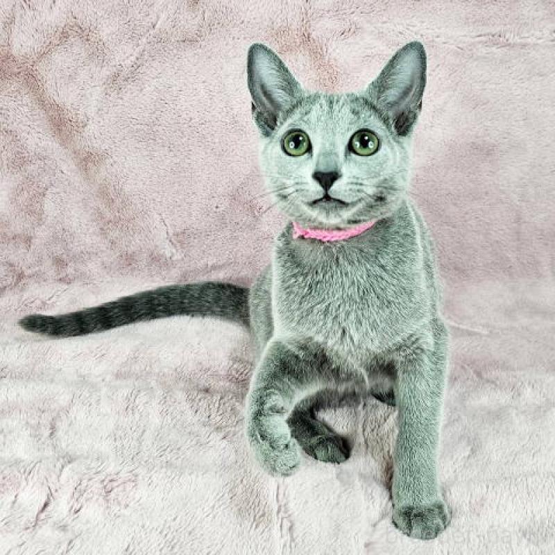 販売中の東京都のロシアンブルー-135354の4枚目