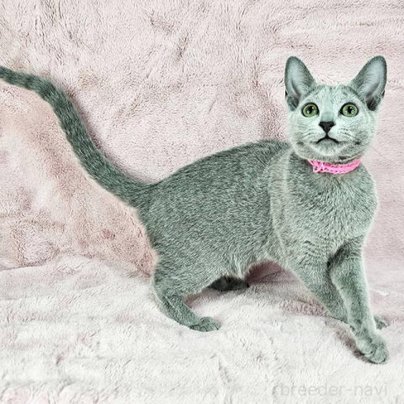 販売中の東京都のロシアンブルー-135354の5枚目