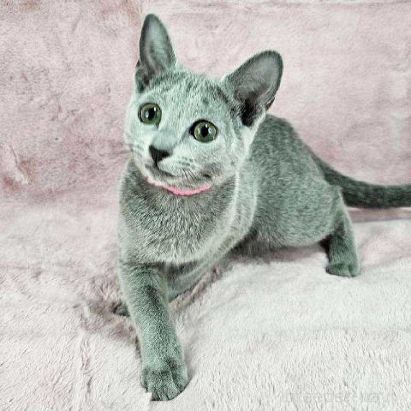 販売中の東京都のロシアンブルー-135354の3枚目