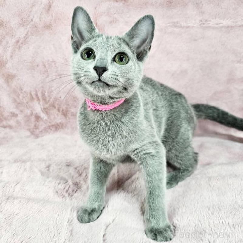 販売中の東京都のロシアンブルー-135354の1枚目